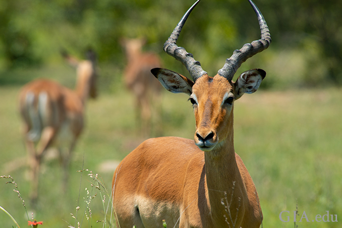 Impala photographed at the Kruger National Park, Lower Sabie Region, South Africa. Courtesy: Robert Weldon. 