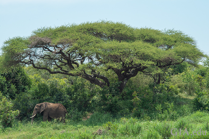 Elephant photographed at the Kruger National Park, Lower Sabie Region, South Africa. Courtesy: Robert Weldon. 