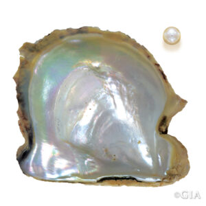 Meet the Mollusks - Cultured Pearls