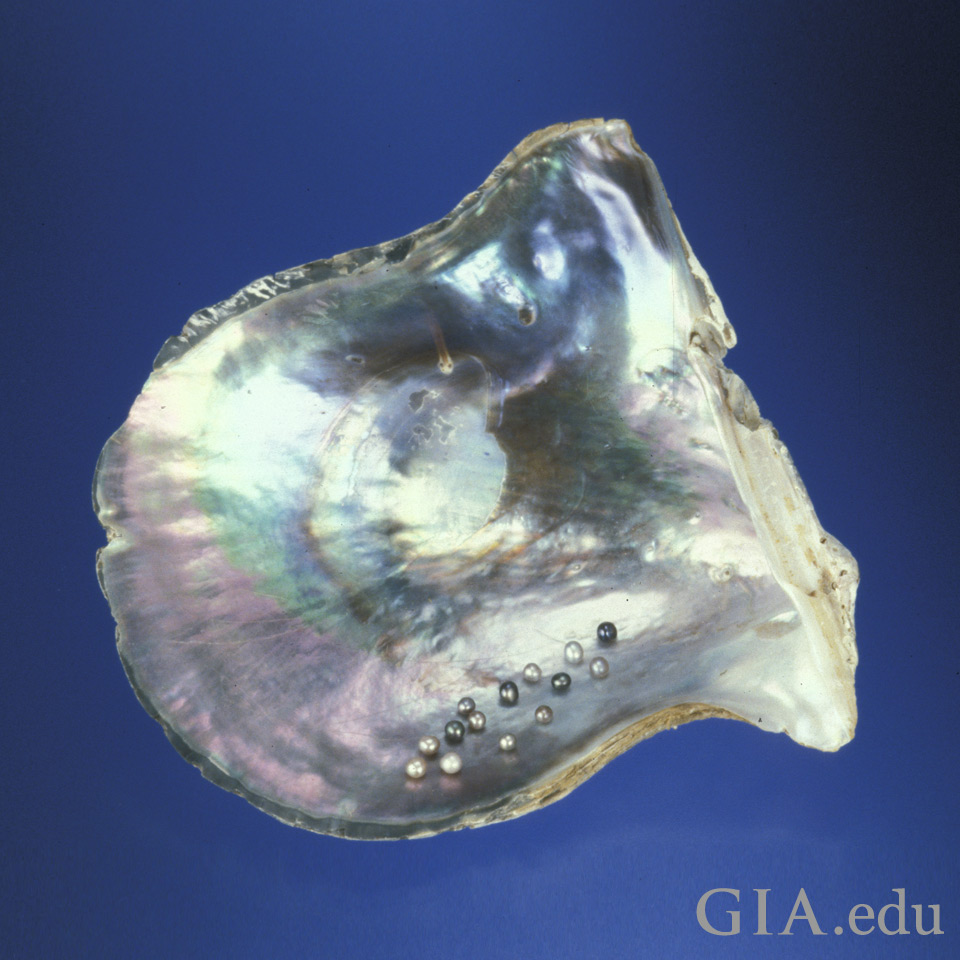Shell of pearl-bearing mollusks