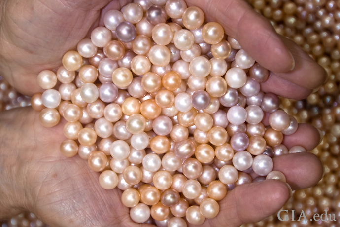 一把五颜六色的淡水养殖珍珠